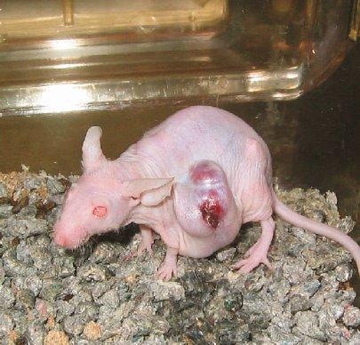 Il Blog Di Alessandro