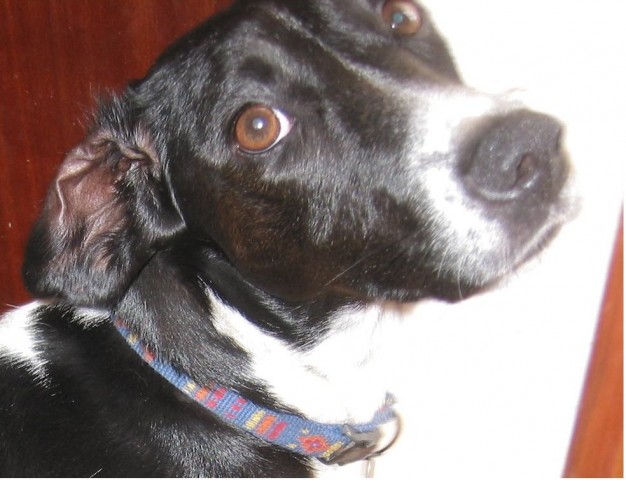 Frieda