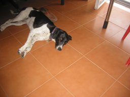 Frieda