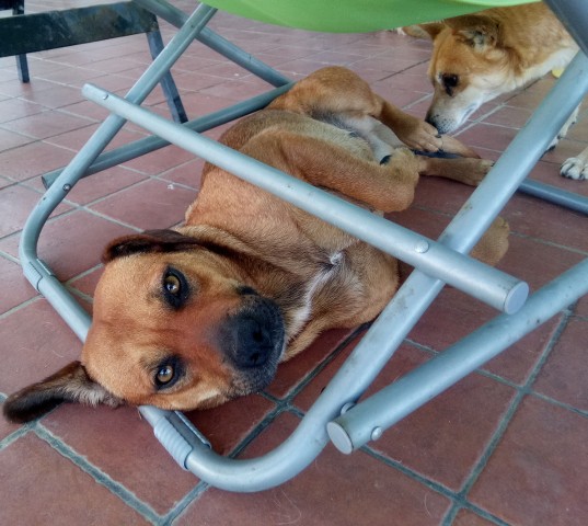 IL RACCONTO DI SASHA