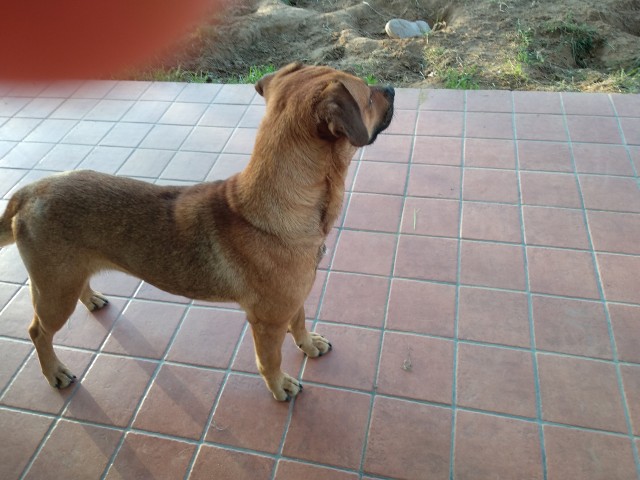 IL RACCONTO DI SASHA